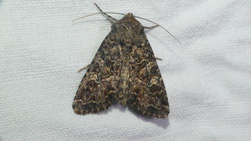 Réf. 362 264 : Apamea furva